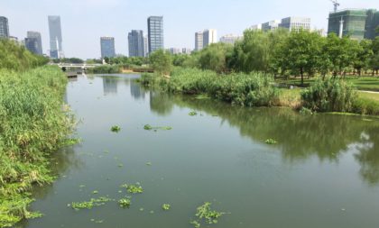 Ny park som lyckas rena näringsämnena i floden med över 85 procent.