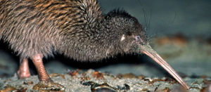 Kiwi fågel NZ